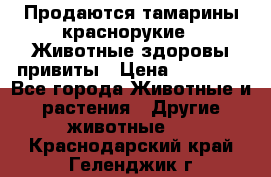 Продаются тамарины краснорукие . Животные здоровы привиты › Цена ­ 85 000 - Все города Животные и растения » Другие животные   . Краснодарский край,Геленджик г.